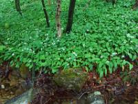 Fels am Bach vor Bärlauchfeld